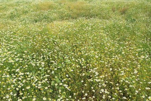 آغاز برداشت گیاه دارویی بابونه در کازرون 