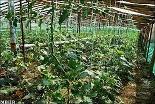 سطح گلخانه‌های خراسان شمالی از سال 92 تاکنون روند رو به رشدی داشته است
