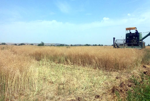 برداشت کلزا در مزارع شهرستان خداآفرین آغاز شد