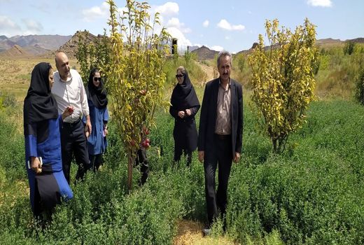 تولید بیش از ۱۷۵  هزار تن محصولات زراعی در شهرستان تبریز