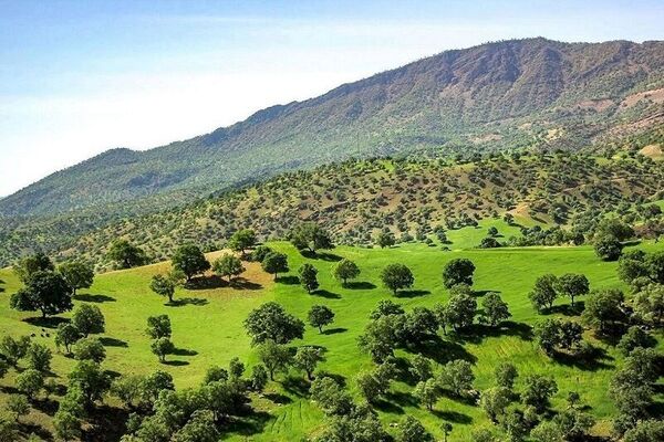 آینده جنگل‌های زاگرس در گرو مشارکت آگاهانه مردم است