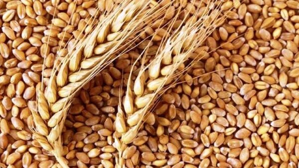 توزیع بذر گندم در بوشهر/ چشمان کشاورزان به آسمان است 