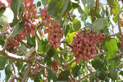 برداشت 58 هزار تن پسته از باغات پسته استان کرمان