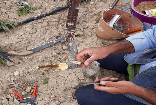 سرشاخه کاری و پیوند درختان گردو در شهرستان کوهرنگ آغاز شد
