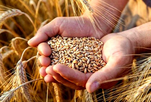 وضعیت خرید گندم در استان بوشهر مطلوب است