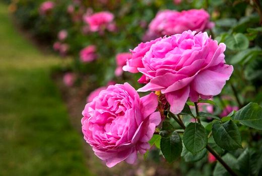 پیچیدن عطر گل محمدی ایران در 40 کشور جهان