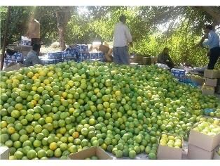 تولید 120 هزار تن مرکبات در جویبار/ تولید 10 رقم تجاری مرکبات
