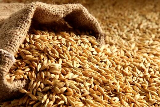 توزیع بیش از 22 هزار تن بذر اصلاح شده گندم و جو در آذربایجان غربی