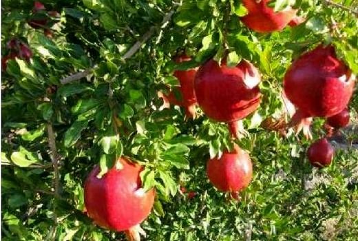 روش‌های بیولوژیک مقابله با کرم گلوگاه انار در شهرستان شهرضا موثر نیست