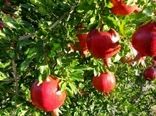 روش‌های بیولوژیک مقابله با کرم گلوگاه انار در شهرستان شهرضا موثر نیست