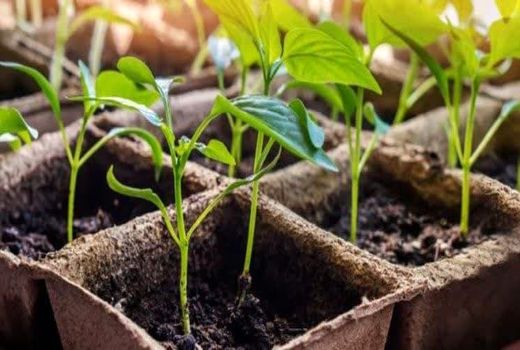 یک میلیون اصله نهال مثمر در چهارمحال و بختیاری توزیع می‌شود