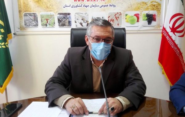 بیش از ۳۷۸ هزار هکتار از مزارع آذربایجان غربی زیر کشت گندم رفت