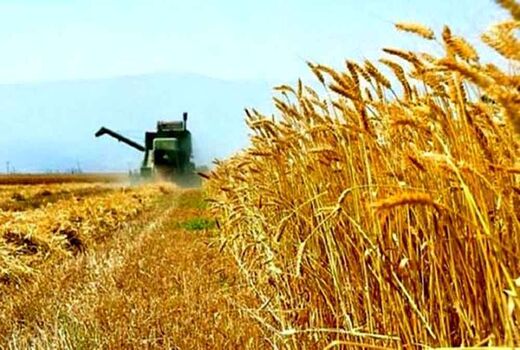 واردات گندم برای تامین نیاز استان اصفهان