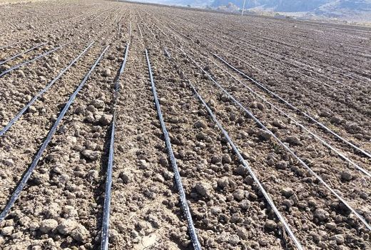 کشت 11 هزار و 800 هکتار گندم در بیضا