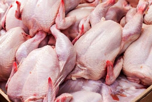 روزانه 50 تن مرغ گرم در استان البرز توزیع می شود