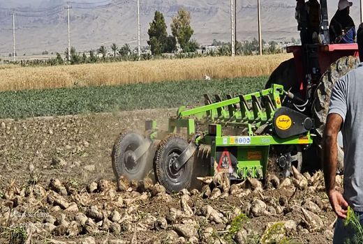 تولید بیش از 47 هزار تن چغندر قند پاییزه در داراب