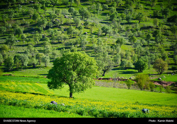 بهره‌برداری غیراصولی از مراتع همدان افزایش یافت