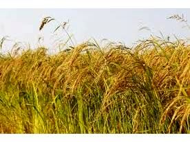 تولید یک میلیون و 220 هزار تن شلتوک در مازندران