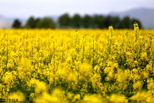 کشت پاییزه دانه روغنی کلزا در سطح ۱۶ هکتار سربیشه