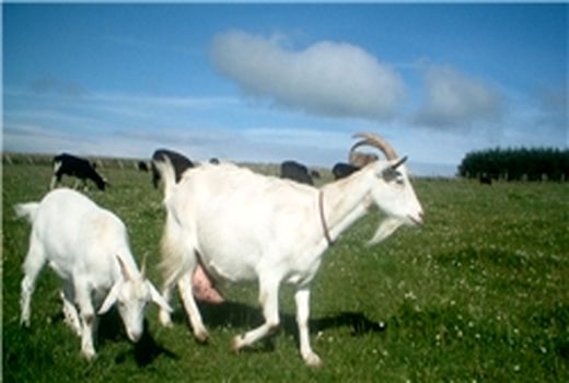 آغاز طرح رایگان واکسیناسیون بروسلوز گوسفندی از ابتدای اردیبهشت ماه در شهربابک 