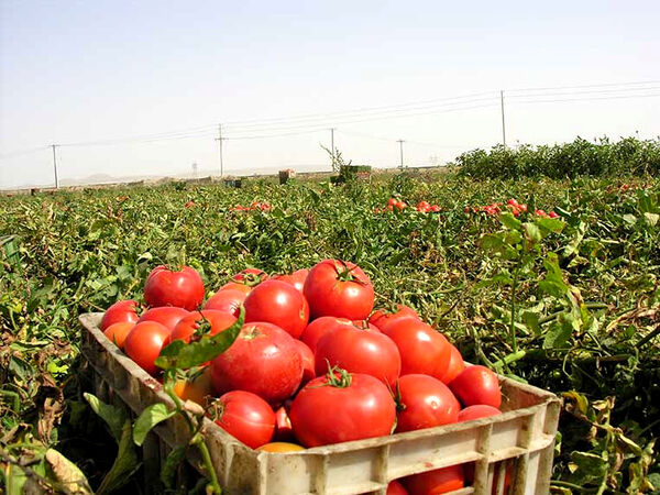 برداشت گوجه فرنگی از مزارع کشاورزی استان قزوین آغاز شد