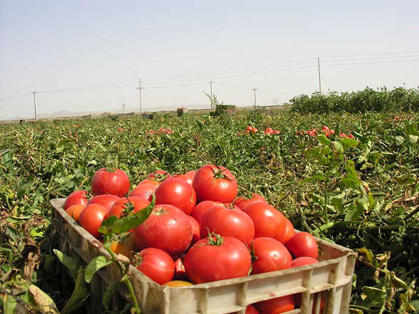 برداشت گوجه فرنگی از مزارع کشاورزی استان قزوین آغاز شد
