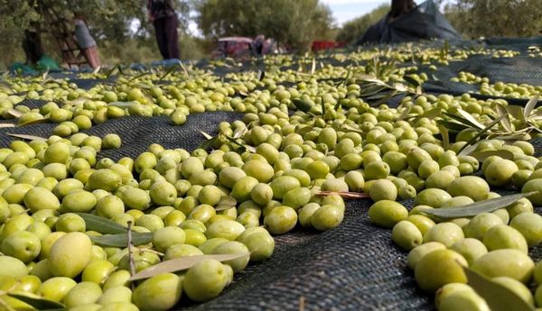 پیش بینی تولید 16 هزار تن زیتون در فارس