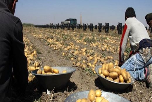 بیش از ۱۶۰۰ تن سیب زمینی در دماوند برداشت شد