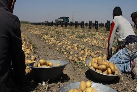 بیش از ۱۶۰۰ تن سیب زمینی در دماوند برداشت شد