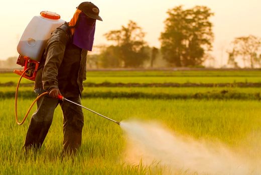 گامی به‌سوی کشاورزی ایمن؛ تمرکز وزارت جهاد بر حذف سموم پرخطر و ترویج جایگزین‌های کم‌خطر