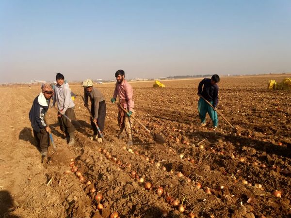 کشت پیاز بذری در ۱۱ هکتار از مزارع شهرستان تاکستان
