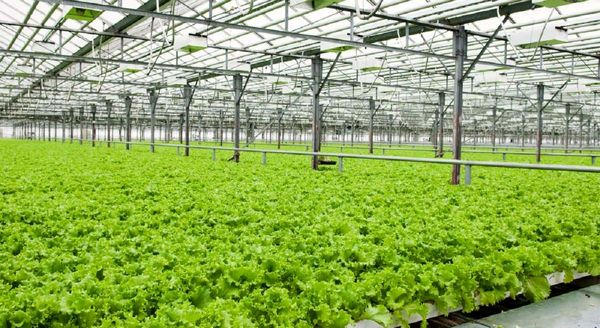 امنیت غذایی و ثبات بازار، با رعایت الگوی کشت میسر می‌شود