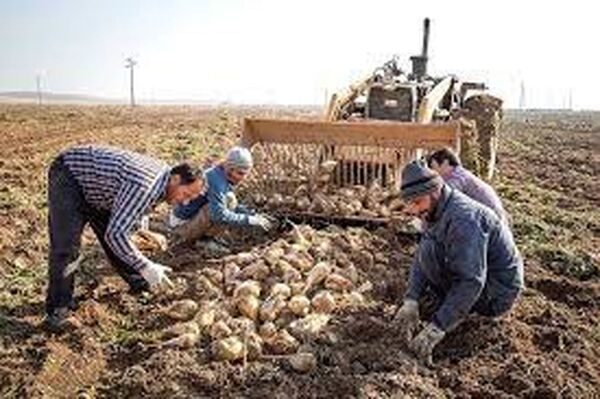 پیش بینی برداشت 269 هزار تن چغندر قند از مزارع شهرستان نقده
