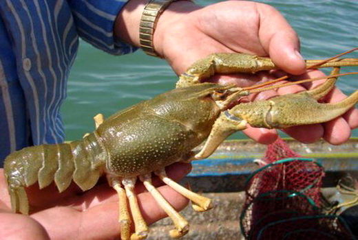 بررسی وضعیت صید شاه‌میگوی سد ارس در آذربایجان غربی