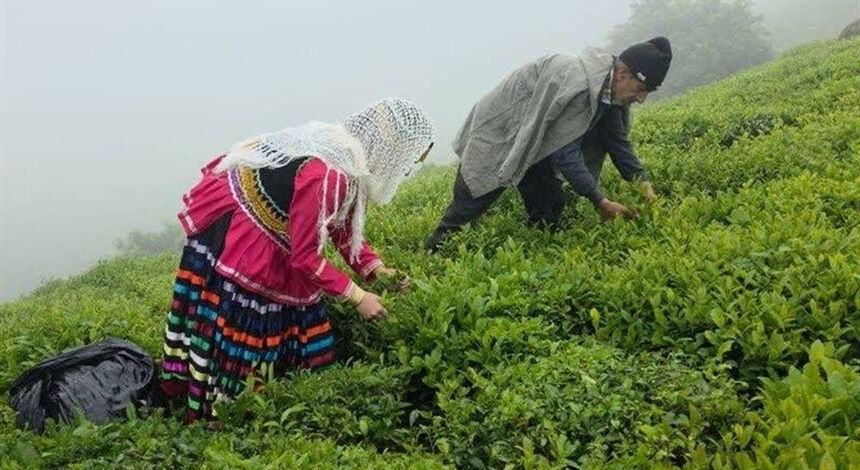 خرید 103 هزار تن برگ سبز چای/ 75 درصد از مطالبات چایکاران پرداخت شده است