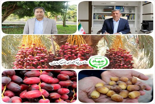 برداشت خرما از ۳۱ هزار  هکتار نخلستان جنوب کرمان
