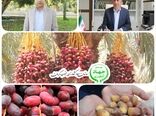 برداشت خرما از ۳۱ هزار  هکتار نخلستان جنوب کرمان