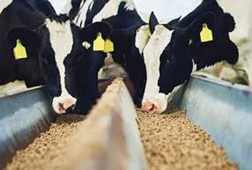 215 نفر در کوار دامدار کارت دریافت کردند