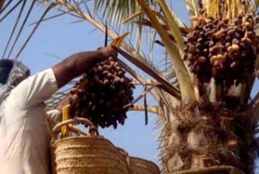 آغاز برداشت خرما از شهرستان لارستان