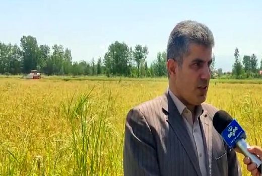 تجهیز بیش از 26 هزار هکتار از اراضی شالیزاری گیلان به سامانه نوین آبیاری