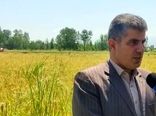 تجهیز بیش از 26 هزار هکتار از اراضی شالیزاری گیلان به سامانه نوین آبیاری