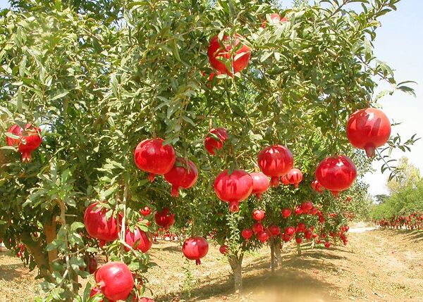 برداشت 34 هزار تن انار از 3073 هکتار از باغات این استان