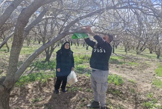پایش کرم آلو با هدف حفاظت از باغات منطقه ایلخچی شهرستان اسکو آغاز شد