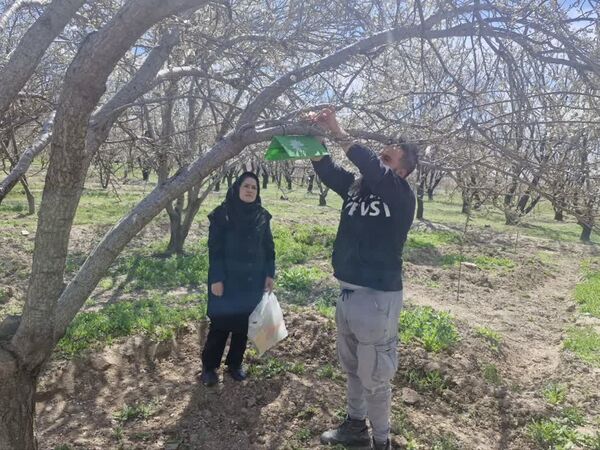 پایش کرم آلو با هدف حفاظت از باغات منطقه ایلخچی شهرستان اسکو آغاز شد