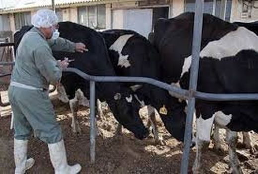 واکسیناسیون رایگان دام سنگین خراسان شمالی 