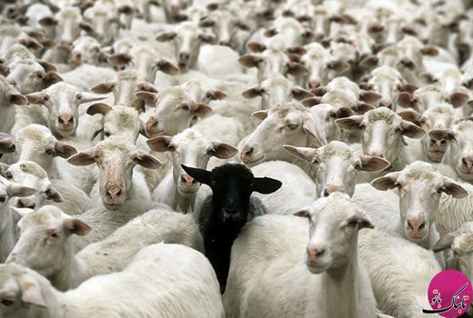  ۱۲ درصد از دام‌های سبک خراسان شمالی پلاک‌گذاری شدند