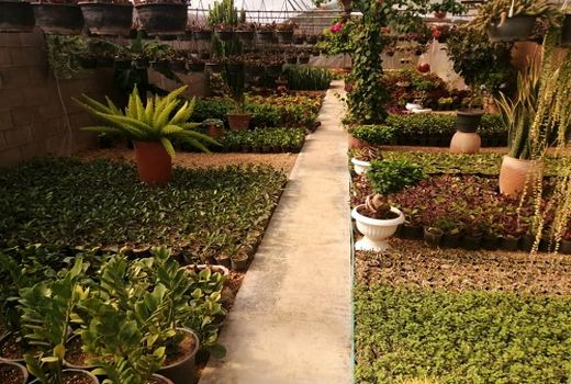 راه اندازی یک گلخانه کوچک مقیاس در بیضا 