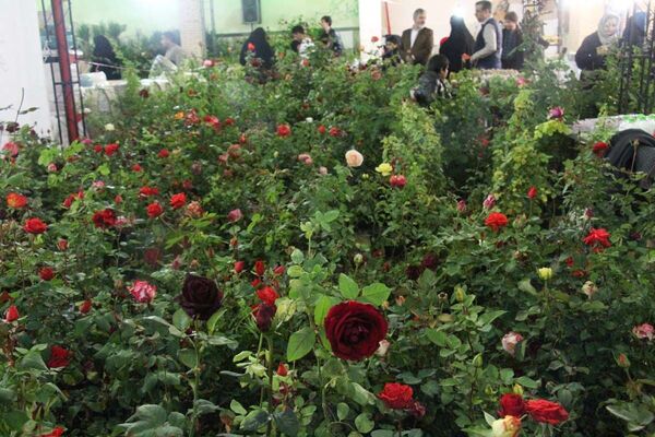 صادرات ۲۲۰ هزار شاخه گل زینتی از یزد