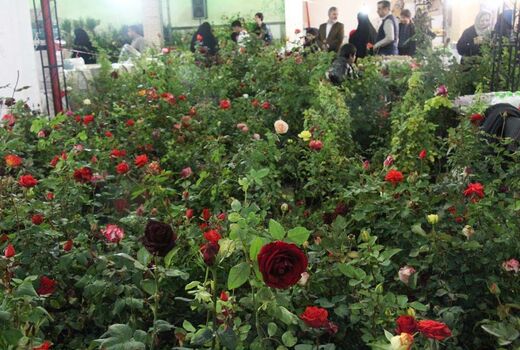 صادرات ۲۲۰ هزار شاخه گل زینتی از یزد