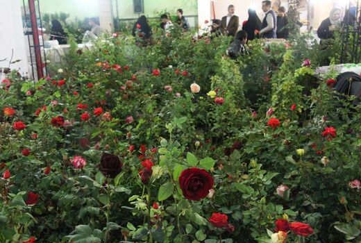 صادرات ۲۲۰ هزار شاخه گل زینتی از یزد